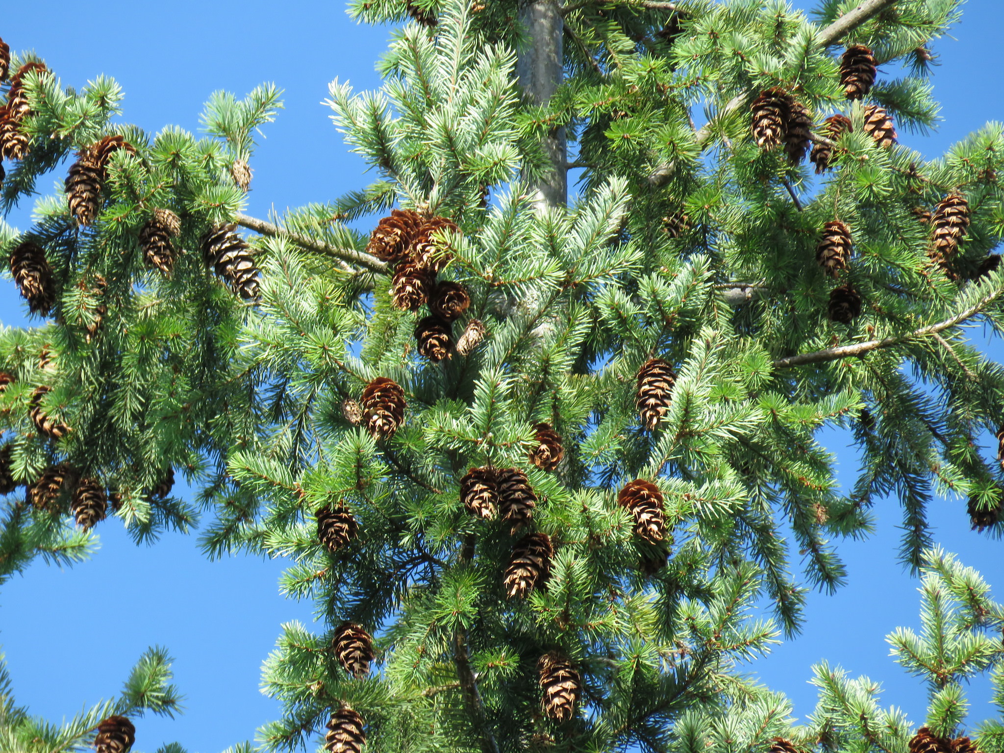 Pseudotsuga menziesii 'Douglas Fir'